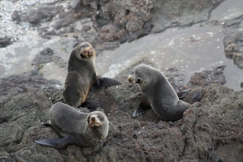 Bay of Islands: Discover the Bay Cruise with Island Lunch - An In-Depth Look at the Experience