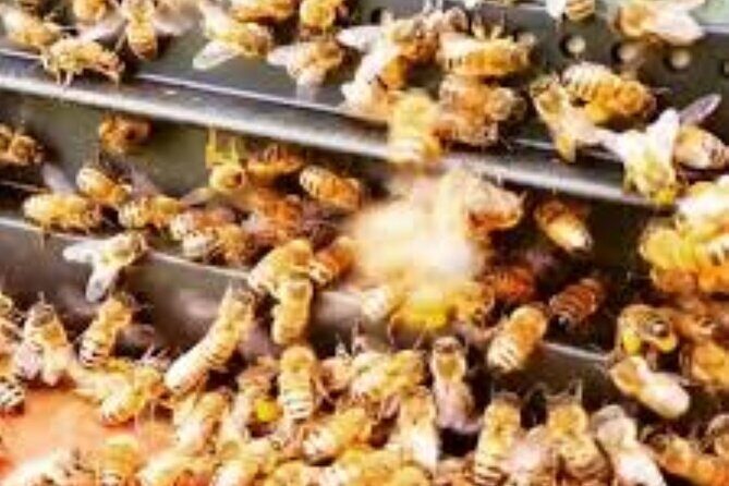 Bay of Islands - Explorer Tour - Who Should Consider This Tour?