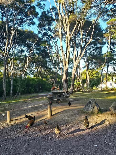 Bay of Islands - Mini Tour (75-90 mins) - FAQ