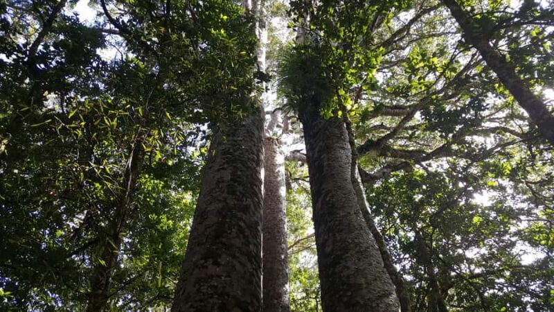 Bay of Islands: Puketi Kauri Forest Guided Tour - An In-Depth Look at the Puketi Kauri Forest Guided Tour
