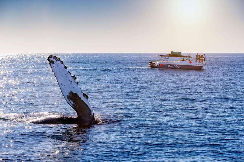 bay-trip-and-the-arch-of-cabo-san-lucas