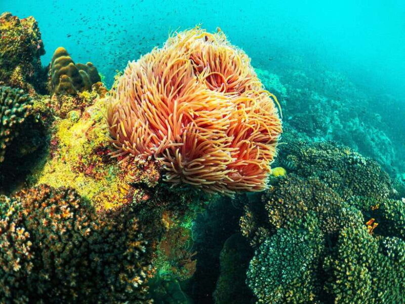 BBQ and sunset party on the island in Phu Quoc - Practical Tips for Participants