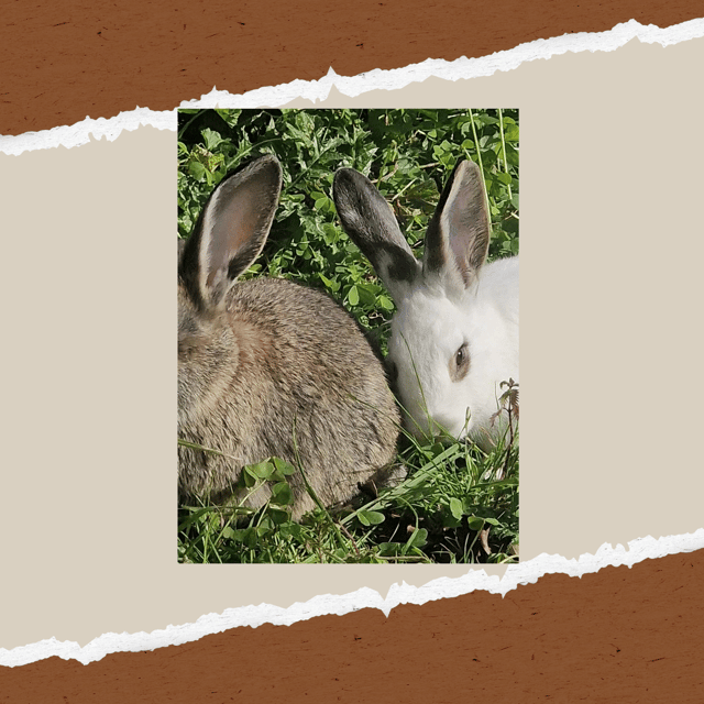 be-a-farmer-for-a-day-in-arevitis-farm