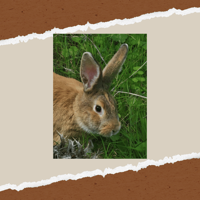 be-a-farmer-for-a-day-in-arevitis-farm