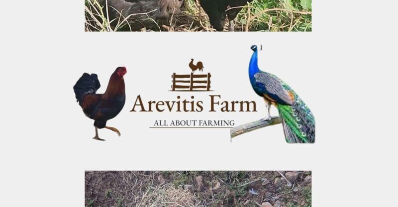 be-a-farmer-for-a-day-in-arevitis-farm