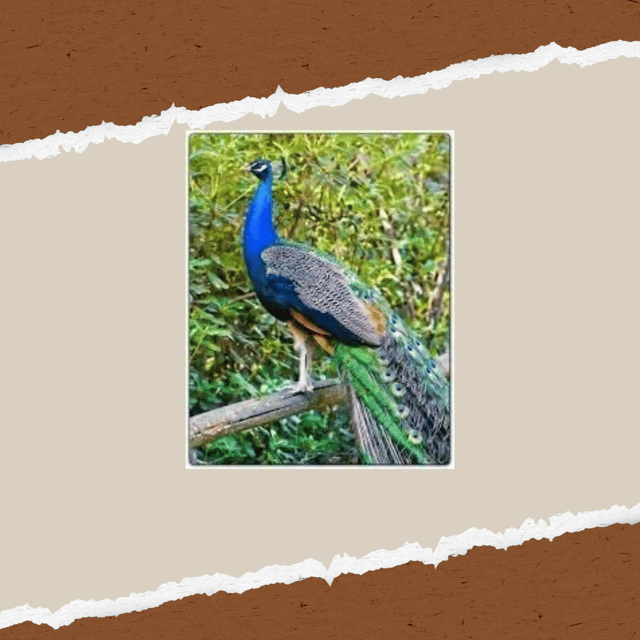 be-a-farmer-for-a-day-in-arevitis-farm