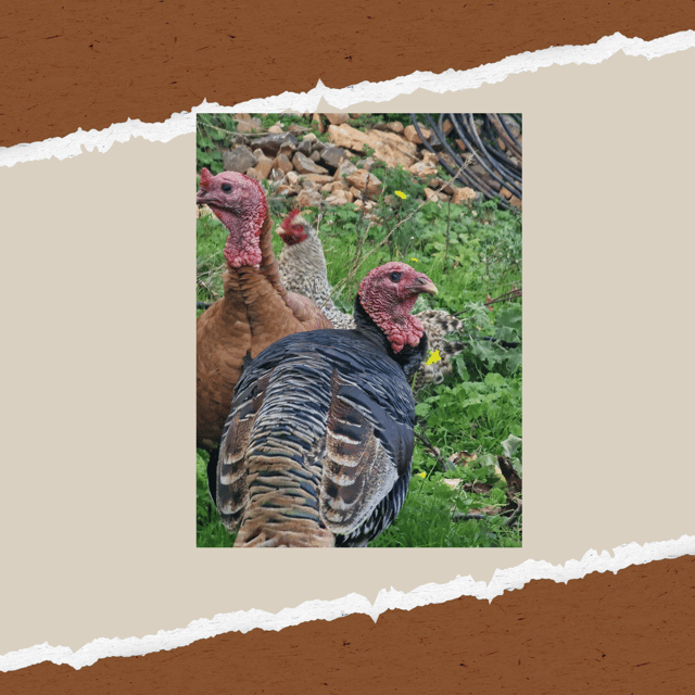 be-a-farmer-for-a-day-in-arevitis-farm