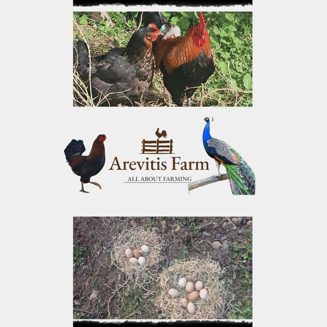be-a-farmer-for-a-day-in-arevitis-farm