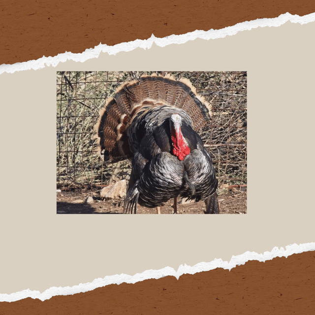 be-a-farmer-for-a-day-in-arevitis-farm