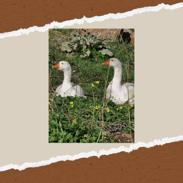 be-a-farmer-for-a-day-in-arevitis-farm