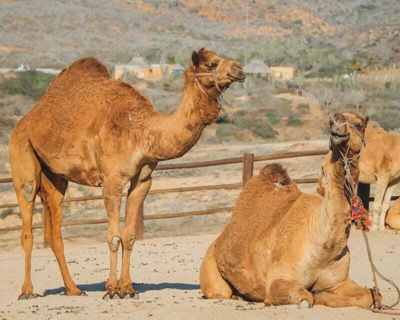 Beach Camel Ride & Encounter in Cabo by Cactus tours park - Practical Considerations and Tips
