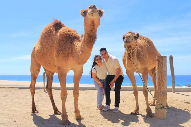 Beach Camel Ride & Encounter in Cabo by Cactus tours park - Final Thoughts