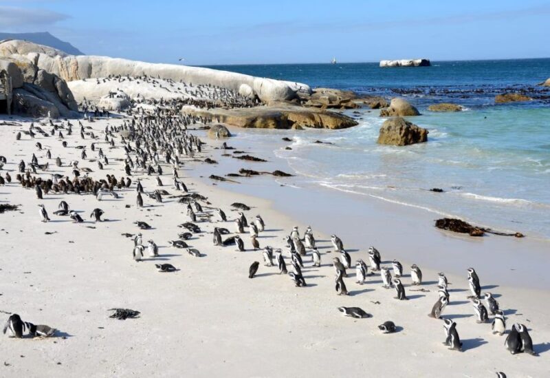 Beach Day at Boulder's Beach & Penguin watching, Half Day - An In-Depth Look at the Tour Experience
