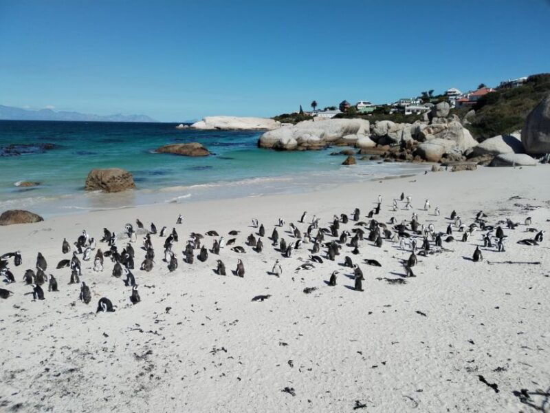 beach-day-at-boulders-beach-penguin-watching-half-day