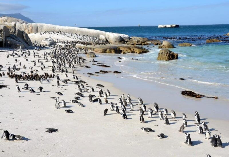 beach-day-at-boulders-beach-penguin-watching-half-day