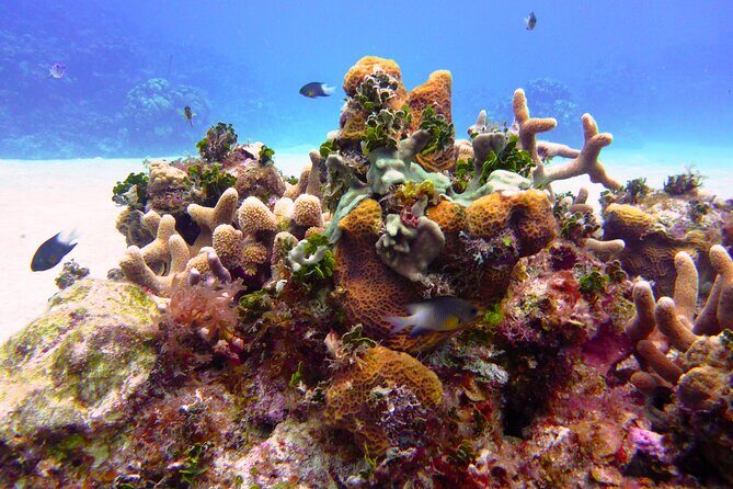 Beach Escape: Private Shore Tour from Grand Cayman Port - Practical Details and Traveler Insights