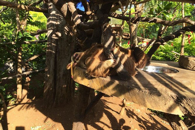 beach-mountain-sloth-refuge-atv-tour