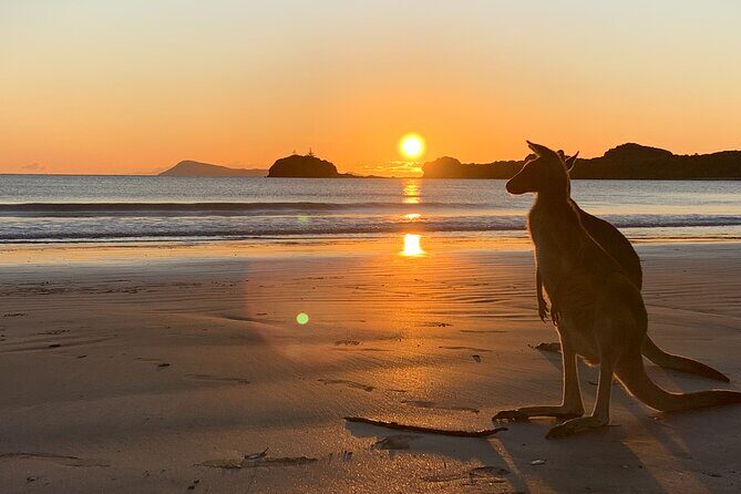 Beach Sunrise with the Wallabies - Beach Sunrise with the Wallabies: A Calm Morning in Mackay