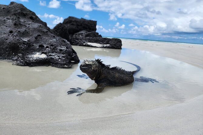 beach-wildlife-and-snorkel-adventure-with-underwater-specialist