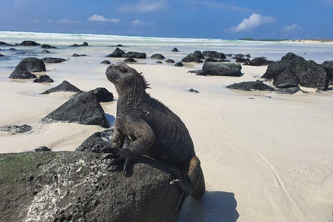 beach-wildlife-and-snorkel-adventure-with-underwater-specialist