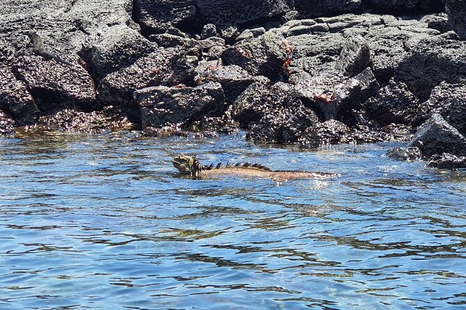 beach-wildlife-and-snorkel-adventure-with-underwater-specialist
