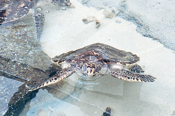 Beachcomber Island Day Trip Fiji's Authentic Island Experience - The Sum Up
