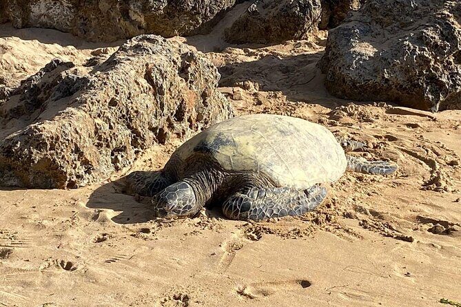 Beaches, Food & Aloha: Private Oahu Tour - Final Thoughts: Is This Tour for You?