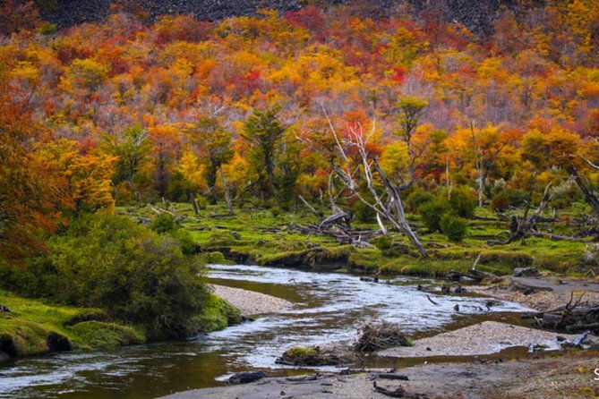 beagle-channel-to-martillo-island-and-walk-among-penguins