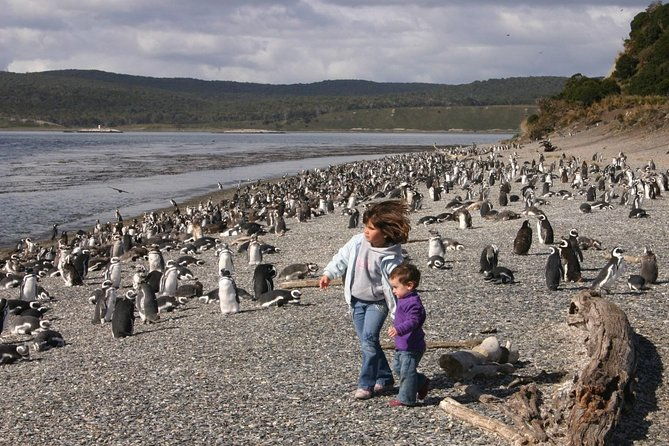 beagle-channel-to-martillo-island-and-walk-among-penguins