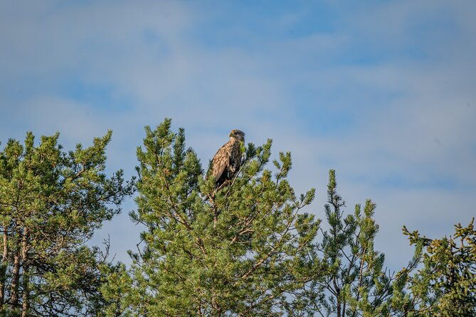 bear-and-arctic-animals-2-day-trip-from-rovaniemi