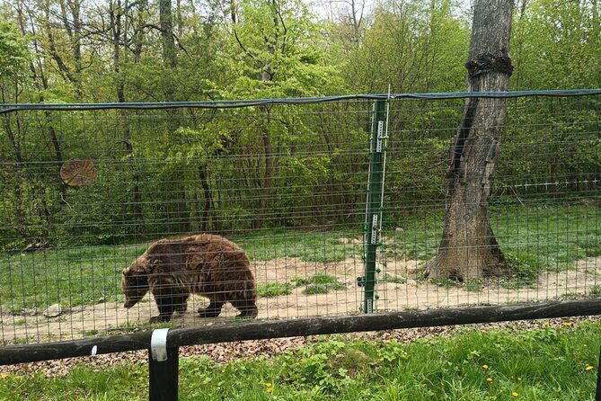 bear-sanctuary-and-bran-castle-from-brasov-4