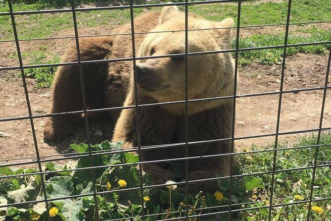 bear-sanctuary-and-bran-castle-from-brasov-4