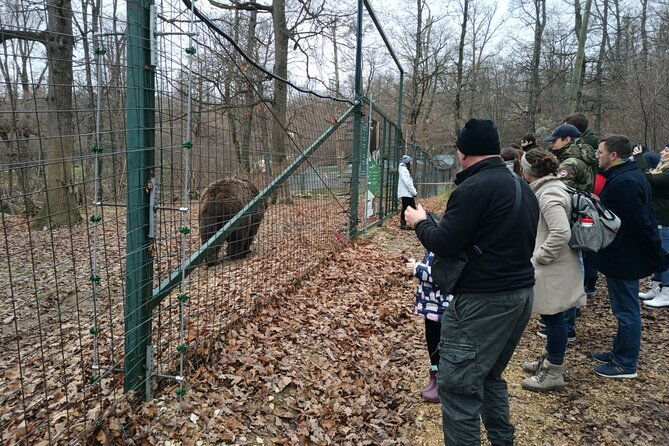 bear-sanctuary-and-bran-castle-from-brasov