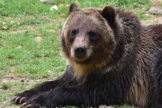 bear-sanctuary-and-draculas-castle-1-day-private-tour