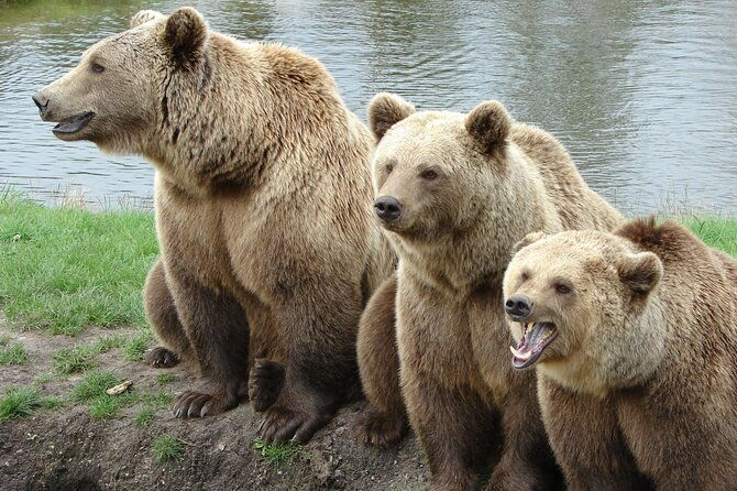 bear-sanctuary-bran-castle-rasnov-fortress-tour-from-brasov