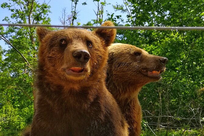 bear-sanctuary-bran-castle-rasnov-fortress-tour-from-brasov