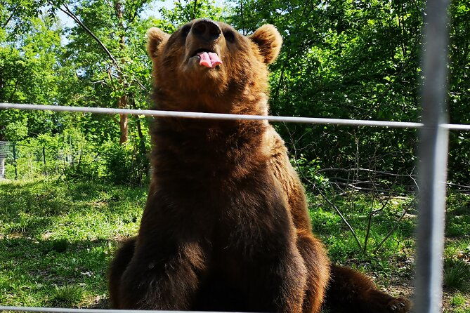 bear-sanctuary-bran-castle-rasnov-fortress-tour-from-brasov