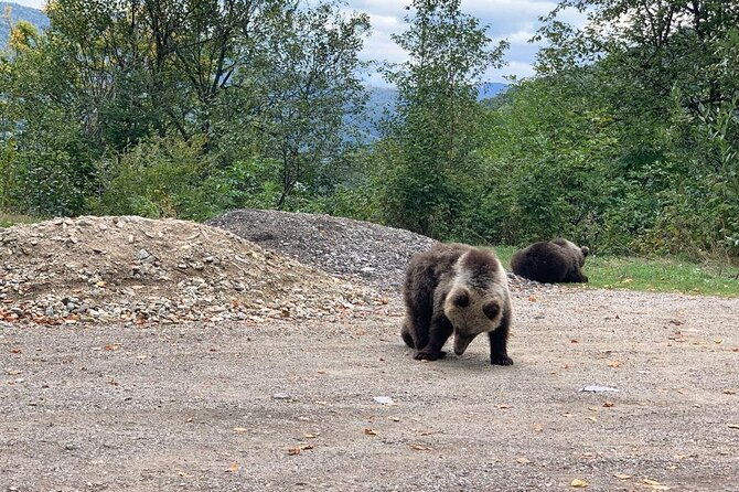 bear-sanctuary-rasnov-fortress-private-day-tour-from-bucharest