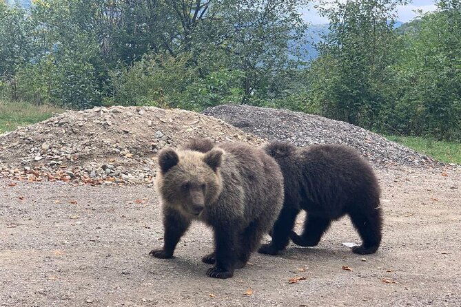bear-sanctuary-rasnov-fortress-private-day-tour-from-bucharest