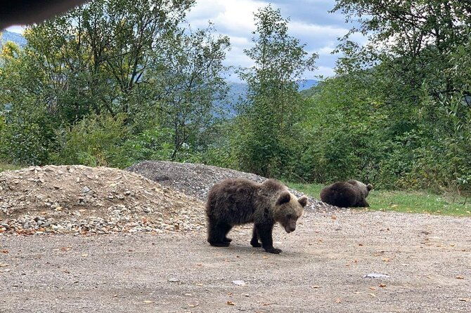 bear-sanctuary-rasnov-fortress-private-day-tour-from-bucharest