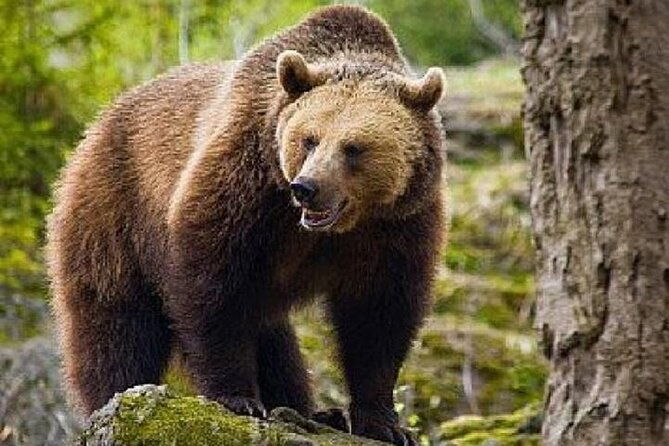bear-sanctuary-zarnestibran-castlerasnov-fortres-w-hotel-pickup