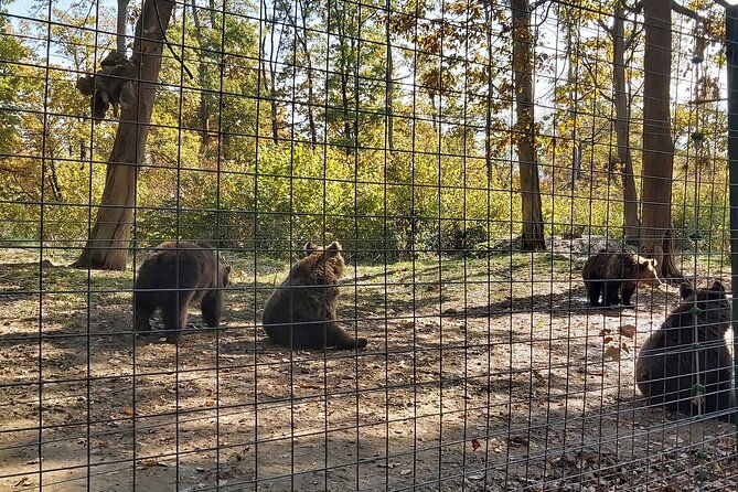 bear-sanctuary-zarnestibran-castlerasnov-fortres-w-hotel-pickup