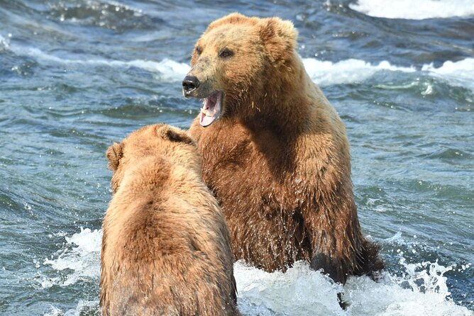 bear-viewing-at-brooks-falls-in-katmai-national-park