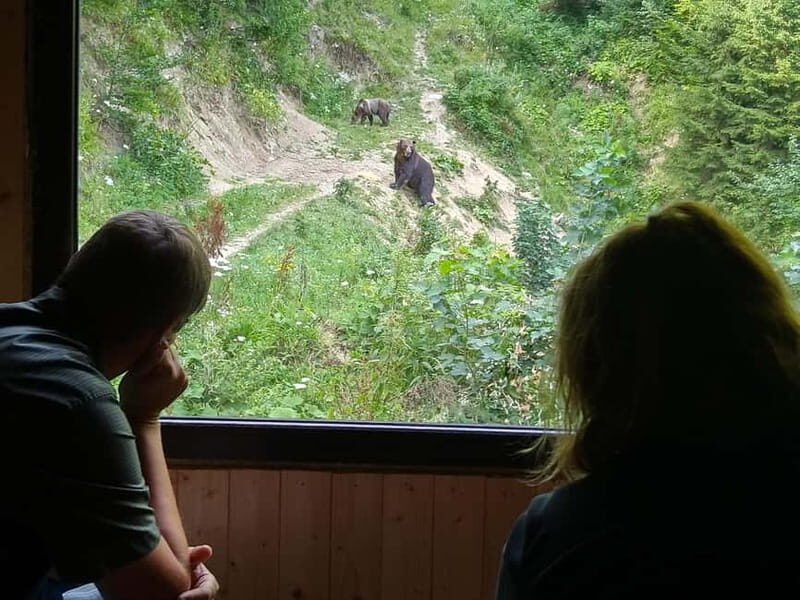 Bear watching experience in the wild - Key Points
