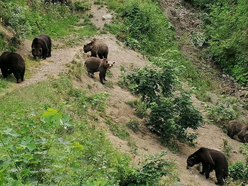 Bear watching experience in the wild - What Makes This Bear Watching Tour Stand Out