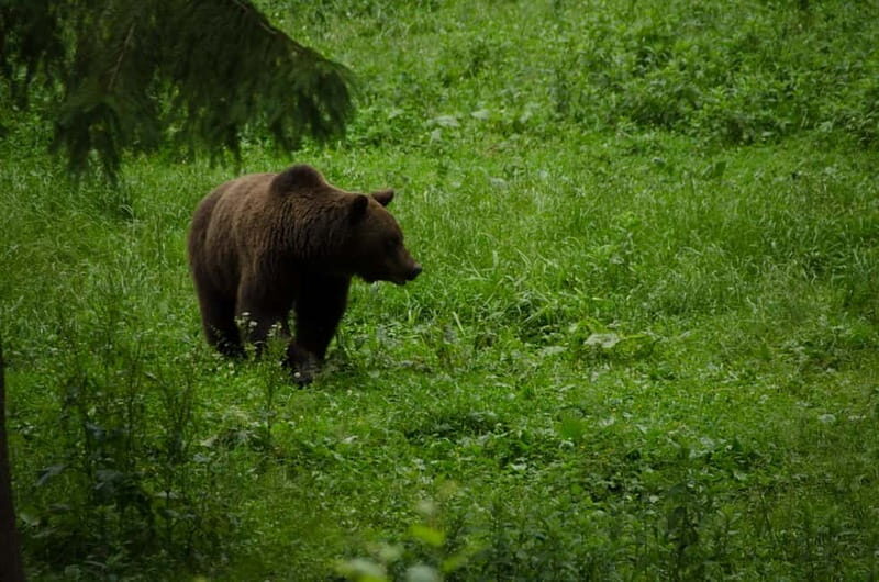 Bear watching experience in the wild - The Experience and Guides: Knowledgeable and Friendly