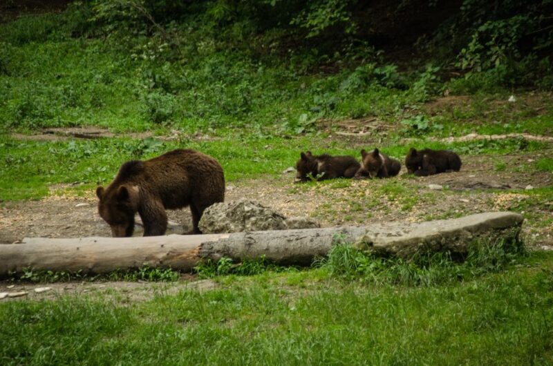 Bear watching experience in the wild - Logistics: Booking, Duration, and Group Size