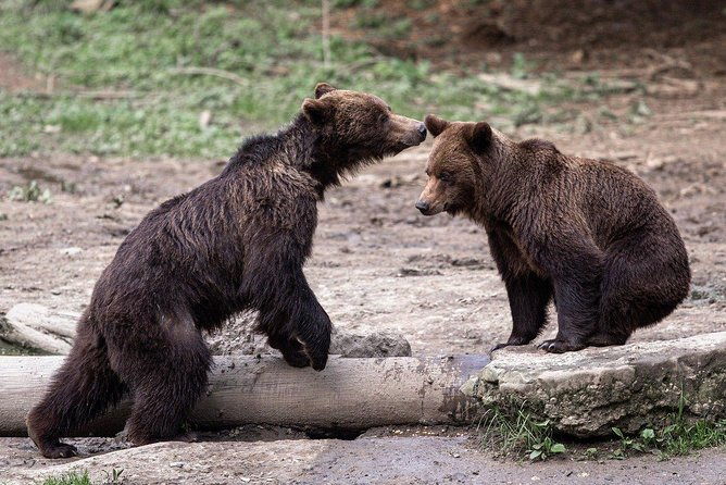 bear-watching-experience-near-brasov