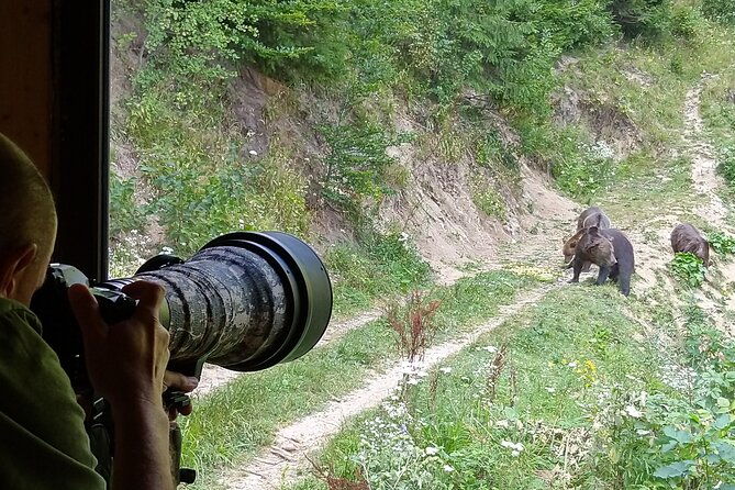 bear-watching-experience-near-brasov