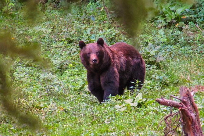 bear-watching-experience-near-brasov